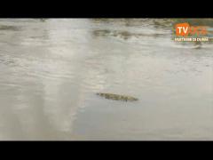 PENAMPAKAN BUAYO DI SUNGAI GOBA